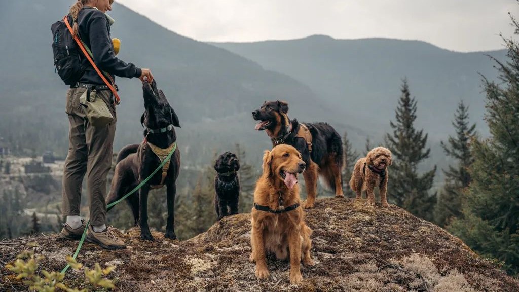 A dog walker with a pack of dogs on a mountain trail above Whistler, British Columbia