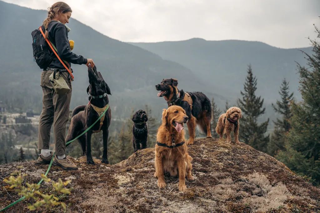 A Doggy Tales Whistler walker with a pack of dogs on a mountain lookout above Whistler
